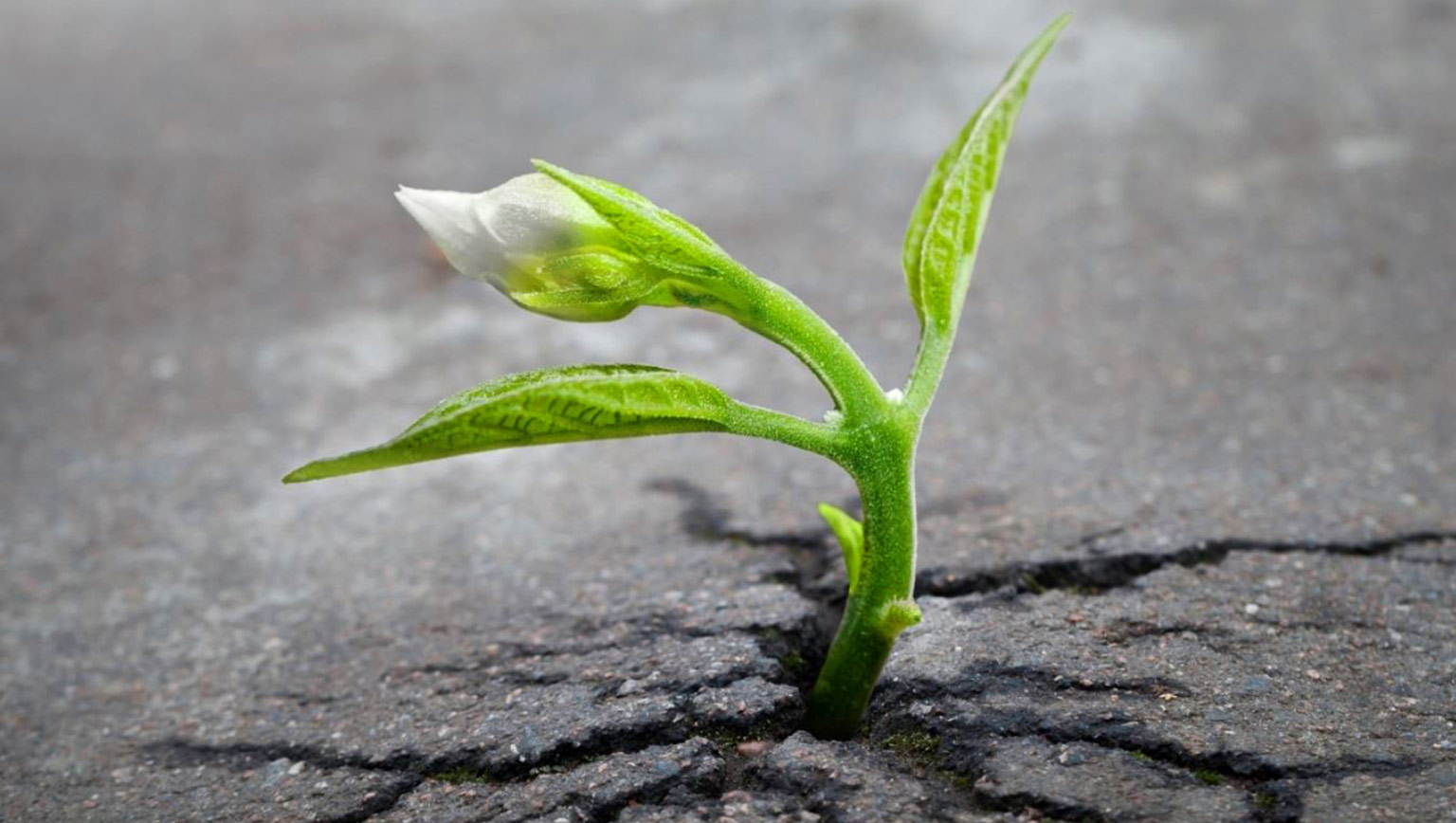 Determination